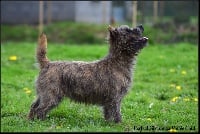 Étalon Cairn Terrier - Perfect girl de la vallée Caid