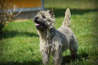 Étalon Cairn Terrier - Raide dingue de toi De La Petite Vadrouille