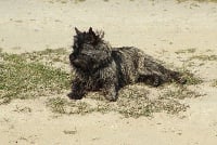 Étalon Cairn Terrier - Pagaille des Loups de Saint-Benoît