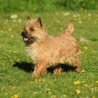Étalon Cairn Terrier - Pin-up de la vallée Caid