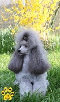 Étalon Caniche - CH. Pearl Of Love Realy beautiful grey