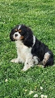 Étalon Cavalier King Charles Spaniel - Perse De la combe berail