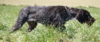 Étalon Chien d'arrêt allemand à poil dur - Dyson vom rheinhamen