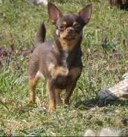 Étalon Chihuahua - Bianca shadow iz tvoey mechty