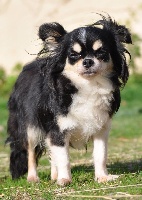 Étalon Chihuahua - My beauty des Brumes de Rhodanie