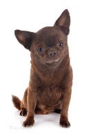 Étalon Chihuahua - French Style Nobel prize