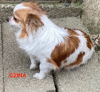Étalon Chihuahua - Ozina (Sans Affixe)