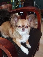 Étalon Chihuahua - Molly Des patibullies