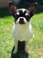 Étalon Chihuahua - I lovely de nottingley
