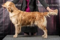 Étalon Golden Retriever - Miss pom de Joyenval