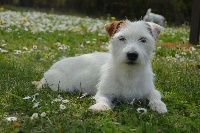 Étalon Jack Russell Terrier - Olie des Hauts-Marizys