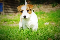 Étalon Jack Russell Terrier - Romy rose des Terres Du Gali