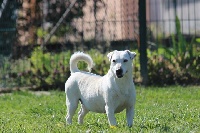Étalon Jack Russell Terrier - Orphee des Diamants Verts