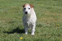 Étalon Jack Russell Terrier - Holy des Diamants Verts