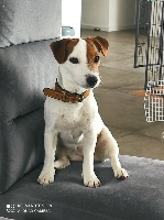 Étalon Jack Russell Terrier - Bold And Kind Reine rebelle