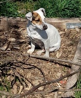 Étalon Jack Russell Terrier - Ombelle De L'Etang De Rochefort