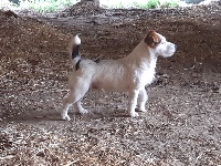 Étalon Jack Russell Terrier - Phénix ar dervenn (Sans Affixe)