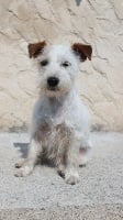 Étalon Jack Russell Terrier - Jazzy des Crocs de Heurtevent