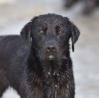 Étalon Labrador Retriever - Rupper (nom de pedigree rochas) of Glharama