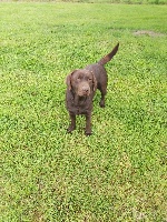 Étalon Labrador Retriever - du Moulin de la Terrasse Marléne