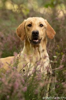 Étalon Labrador Retriever - Petite fleur Des Vallées De Galway