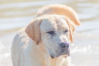 Étalon Labrador Retriever - Oracolo di stagione Du Val Des Grives