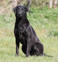 Étalon Labrador Retriever - Okda of Glen Sheallag