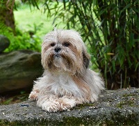 Étalon Lhassa Apso - Nirvana de dame nature