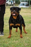 Étalon Rottweiler - Ivy of royal musketeers