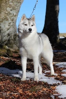 Étalon Siberian Husky - Picabo sniego sunys