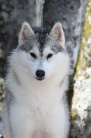 Étalon Siberian Husky - Reign of queen diggy Of cold winter nights