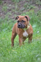 Étalon Staffordshire Bull Terrier - Rita marley of Charly Boy's Dream