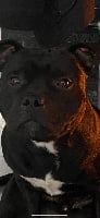 Étalon Staffordshire Bull Terrier - Bluedogcity Rango