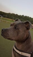 Étalon Staffordshire Bull Terrier - Nikita Imperial Blue Diamond