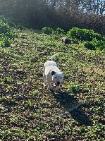 Étalon Staffordshire Bull Terrier - Neige Imperial Blue Diamond