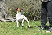 Étalon Staffordshire Bull Terrier - Cabot chef (nickel chrome) des Croisades de Tyam