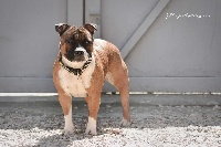 Étalon Staffordshire Bull Terrier - Staffordland Pepsi-girl