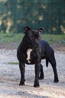 Étalon Staffordshire Bull Terrier - Legacy Staffords Outcast one by one