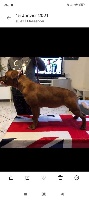 Étalon Staffordshire Bull Terrier - rabid staff's Red sonja