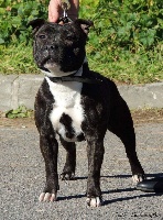 Étalon Staffordshire Bull Terrier - Madge for corolorifamily cn de Fambuena Didaho