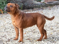 Étalon Staffordshire Bull Terrier - Red romance Du Coeur Des Terres