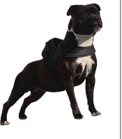 Étalon Staffordshire Bull Terrier - Oxana Du Royaume Du Staffie Full Star 