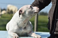 Étalon Staffordshire Bull Terrier - Propagande des Croisades de Tyam