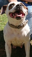 Étalon Staffordshire Bull Terrier - Nebuleuse funky pied (Sans Affixe)