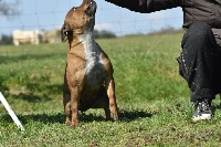 Étalon Staffordshire Bull Terrier - Orange mecanique des Croisades de Tyam