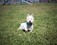 Étalon West Highland White Terrier - Mia Des Iris Du Domaine Mouren