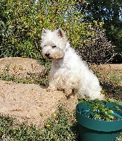 Étalon West Highland White Terrier - Nova Du Clos Du Griffin