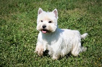 Étalon West Highland White Terrier - White white west Nec plus ultra