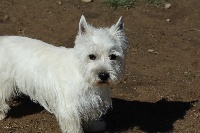 Étalon West Highland White Terrier - Peaky blinder du Little Soannan