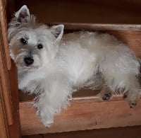 Étalon West Highland White Terrier - Phoebe Du Refuge Saint Bernard